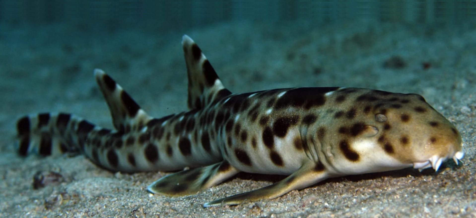 Hiu Berjalan Maluku Utara Masuk Daftar Merah IUCN